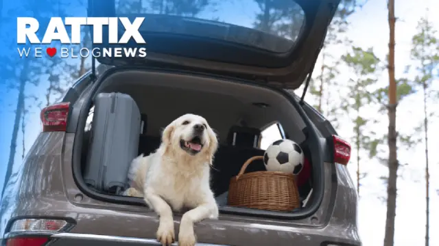 ¿Por qué los perros prefieren viajar en coches eléctricos?